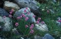 Wandern Piemonte - Allium narcissiflorum